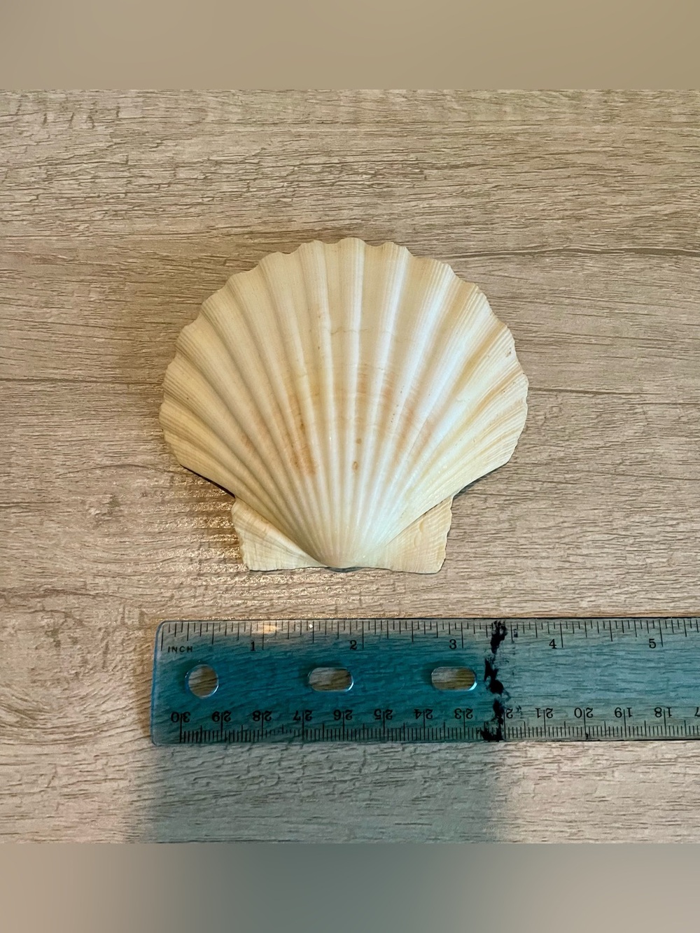 Set of 4 Large Natural Scallop Seashells - Picture 5 of 5